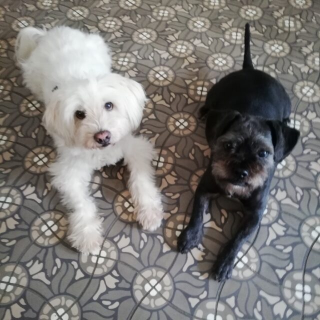 unsere beiden ‚Haushunde‘ Tommy und Oscar