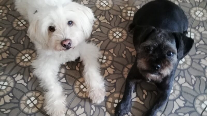 unsere beiden ‚Haushunde‘ Tommy und Oscar