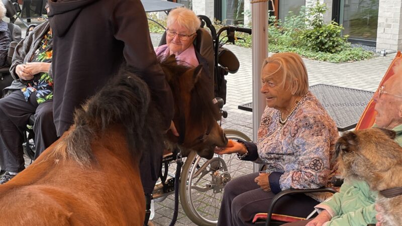 Besuch von 3 Ponys vom Spat Therapiezentrum im Innenhof und teils auch auf den Wohnbereichen (18.9.2025)