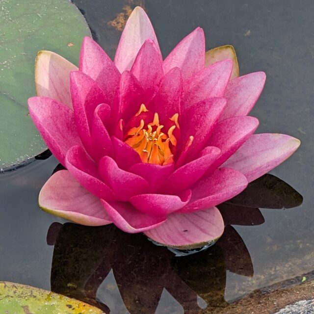 Seerose im Teich (20.8.2025)