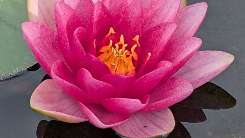 Seerose im Teich (20.8.2025)