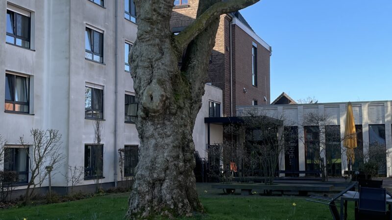 Die Osterglocken blühen unter der Platane